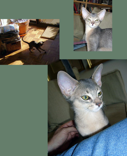 Robin's Aby Oliver (Ollie)